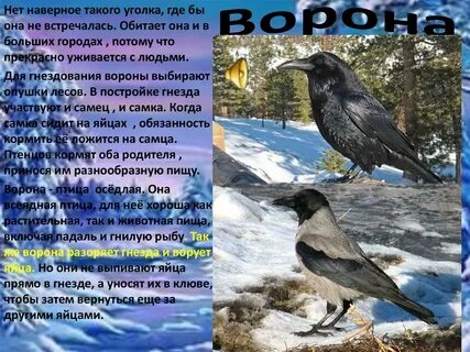 Ворон где обитает