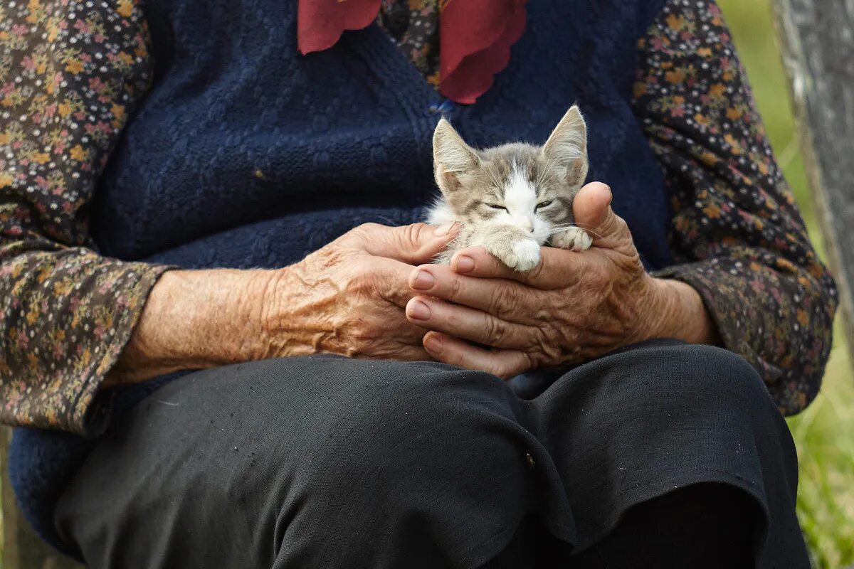 Женщина кормит кошек. Бабушка с котом. Старушка с кошкой. Бабушка с котиком. Пенсионеры с котами.