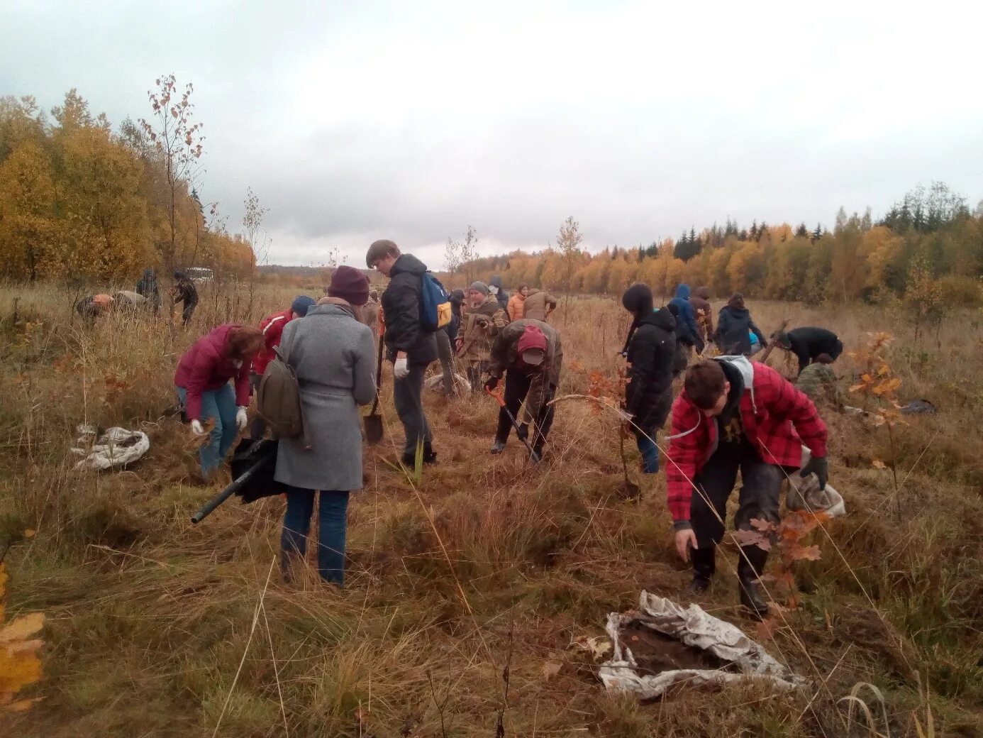 учебно-опытного лесничества-филиала логку "ленобллес. любанское лесничество ленинградской области. московское учебно-опытное лесничество.