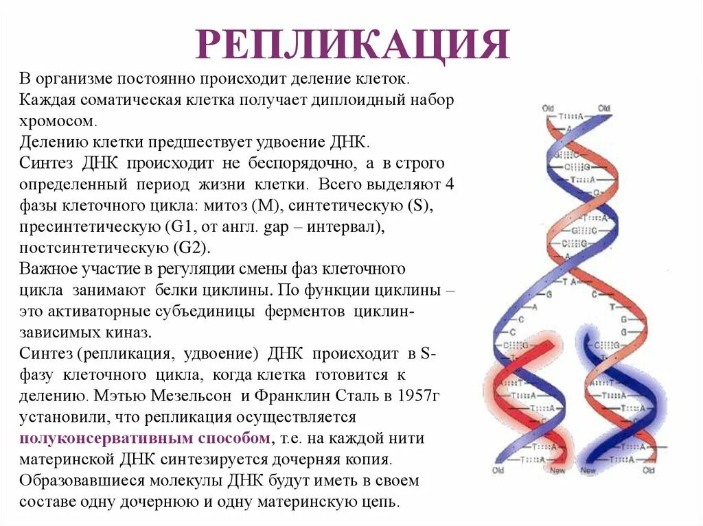 Репликация. Репликация картинка. Лидирующая цепь ДНК при репликации. Матричный Синтез презентация. Происходят реакции матричного синтеза