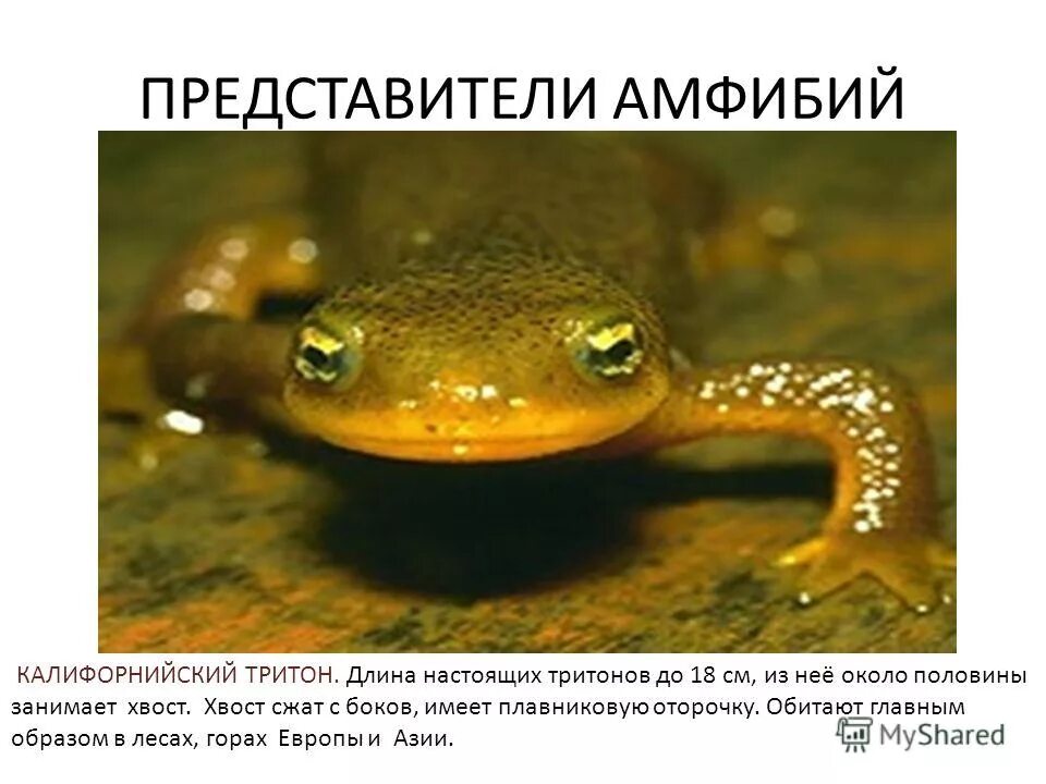 Любопытно значение. Слово любопытство. Любопытство. Что означает имя ирина. Любопытно значение.