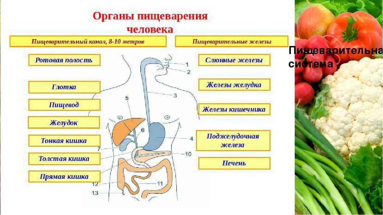 Таблица по пищеварению 8 класс биология. Система органов пищеварения 8 класс биология. Строение и функции пищеварительной системы человека схема. Система органов пищеварения человека биология 8 класс. Строение и функции пищеварительной системы человека биология 8 класс.