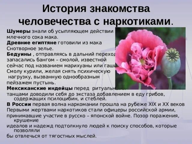 Мак кратко. Мак кратко