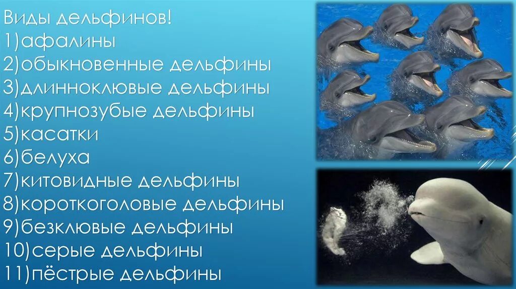 имена для дельфинов. дельфин-афалина дельфиновые. имена для дельфинов. дельфин. имя для дельфина.
