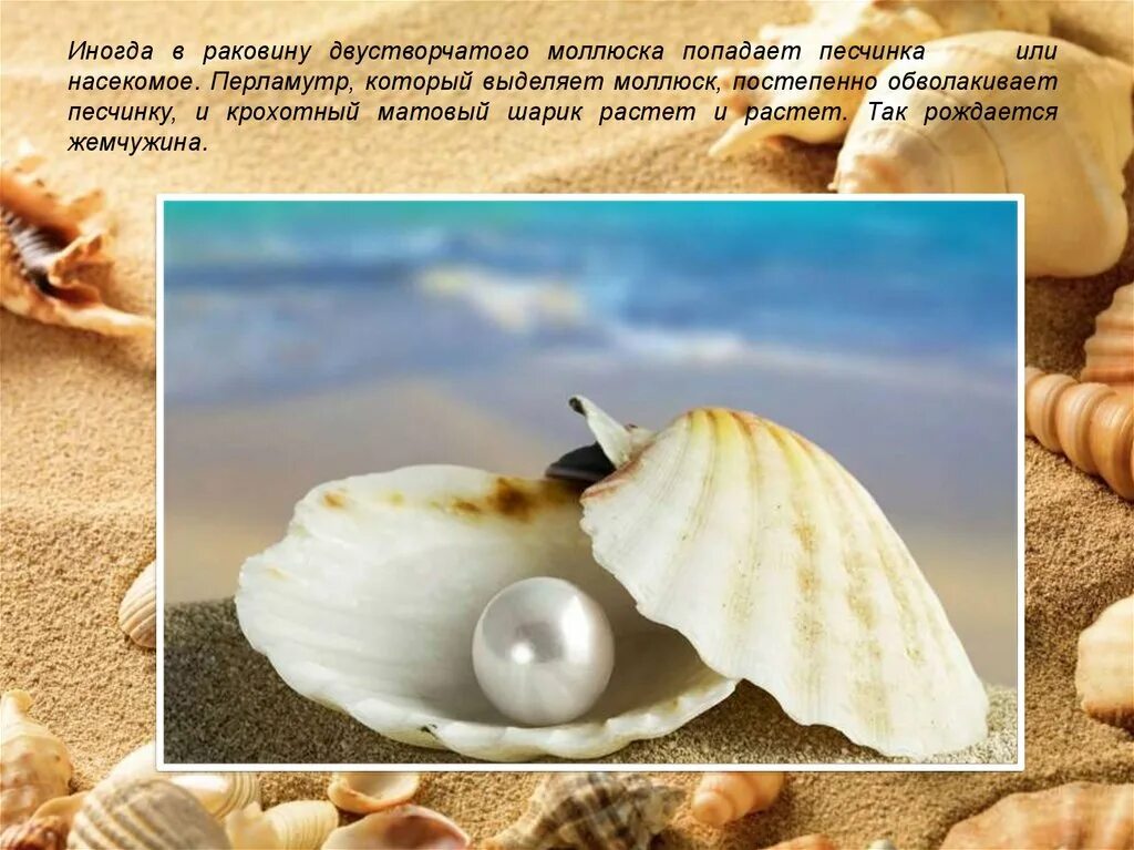 Жемчуг в ракушке. Морские обитатели ракушки. Стихотворение ракушки. Загадки ракушки. Загадка с ответом раковина.