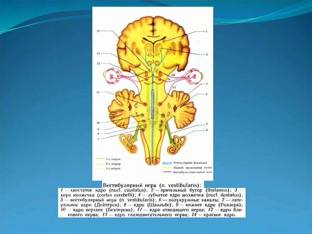 Ядро Бехтерева и Дейтерса. Преддверно-улитковый нерв схема. Ядро Бехтерева и Дейтерса роллера. Невринома преддверно-улиткового (VIII) нерва. Строение вестибулярного нерва