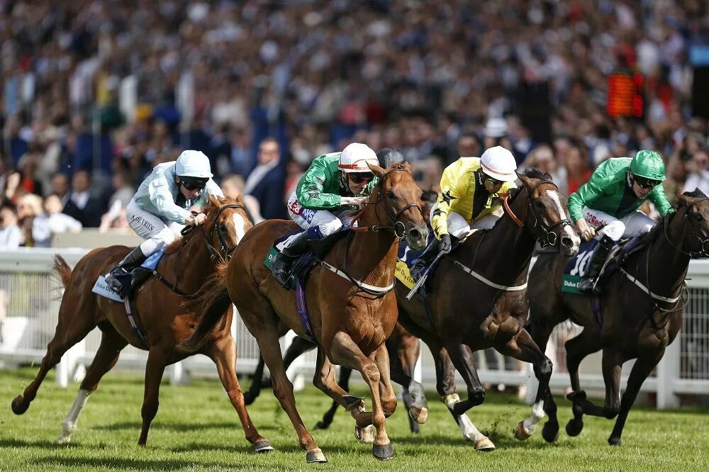 Racing uk. Royal Ascot Race Horse- Racing. Royal Horse Racing (Royal Ascot Race). Стипль Чейз. Ascot Horse Racing.