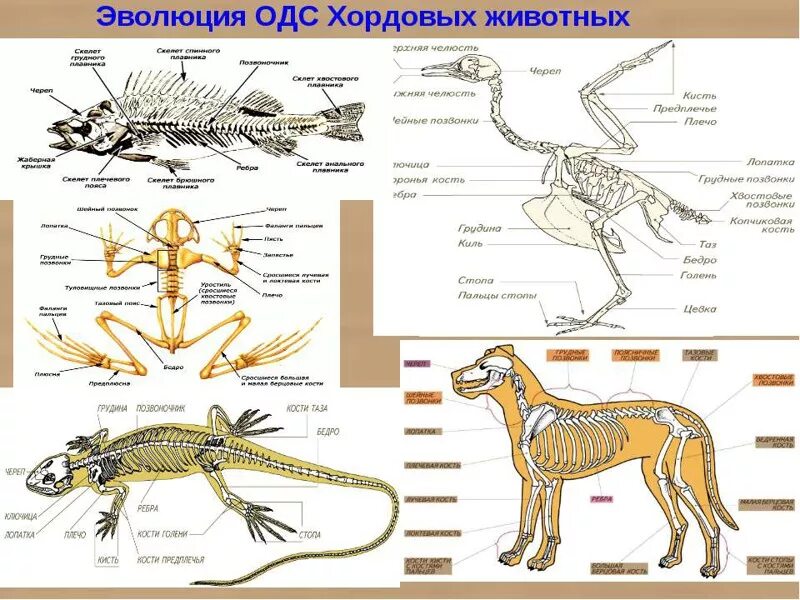 Evolution systems. Эволюция систем органов хордовых животных. Опорно двигательная система беспозвоночных 7 класс. Эволюция опорно-двигательной системы животных таблица. Органы опорно двигательной системы животных.