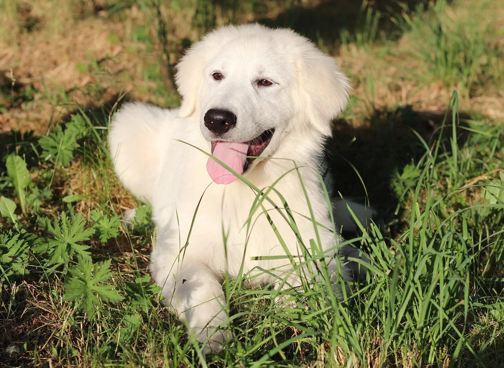 авито сочи животные