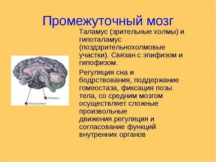 Таламус и гипоталамус находится