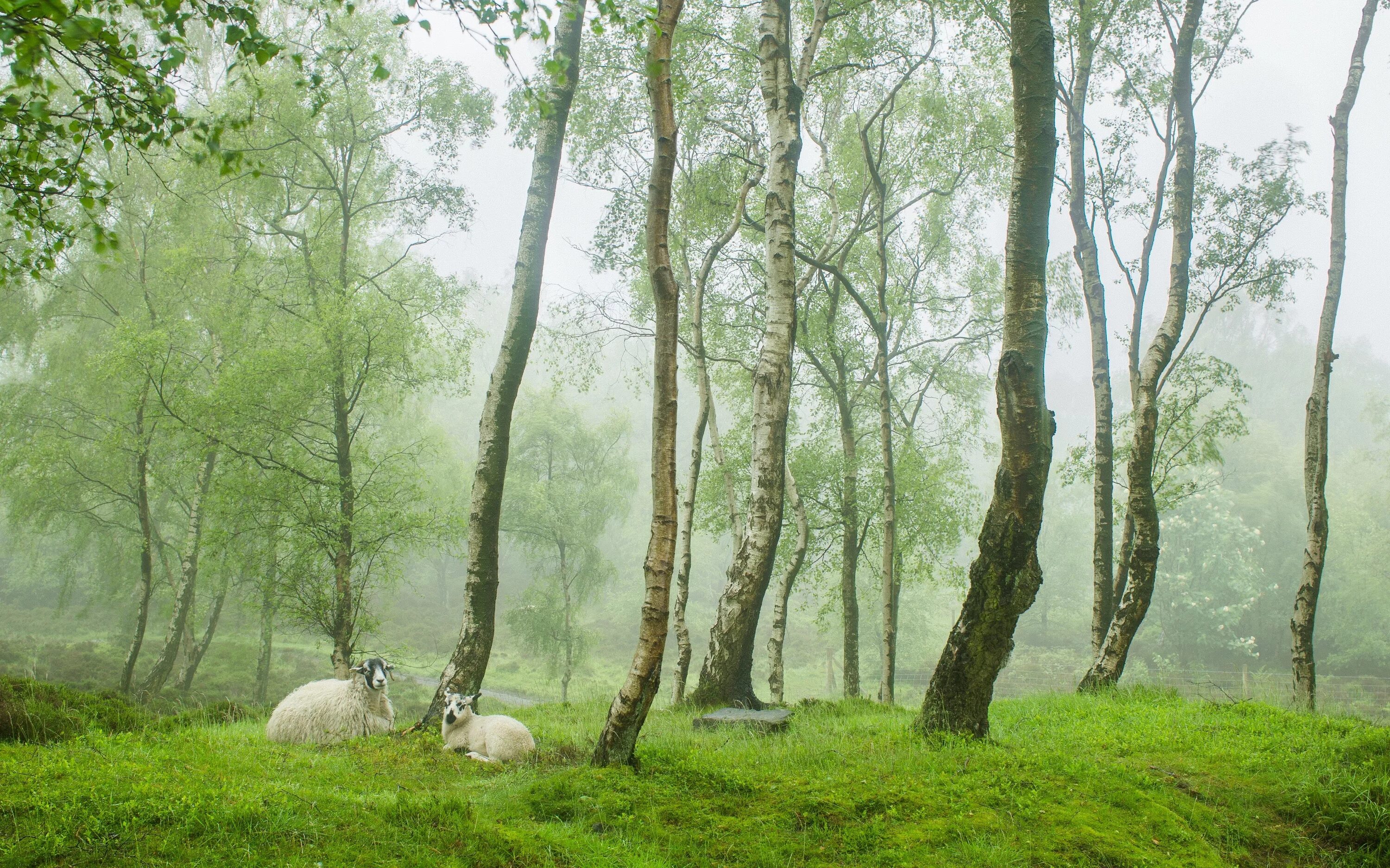 Tree sheep