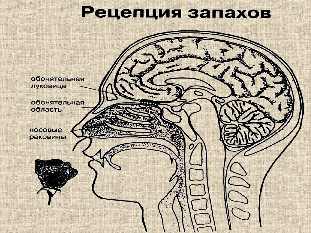 Сенсорная система обоняния. Обонятельный анализатор обонятельный анализатор. Обонятельный анализатор строение. Строение вкусового и обонятельного анализатора. Обонятельная зона расположена