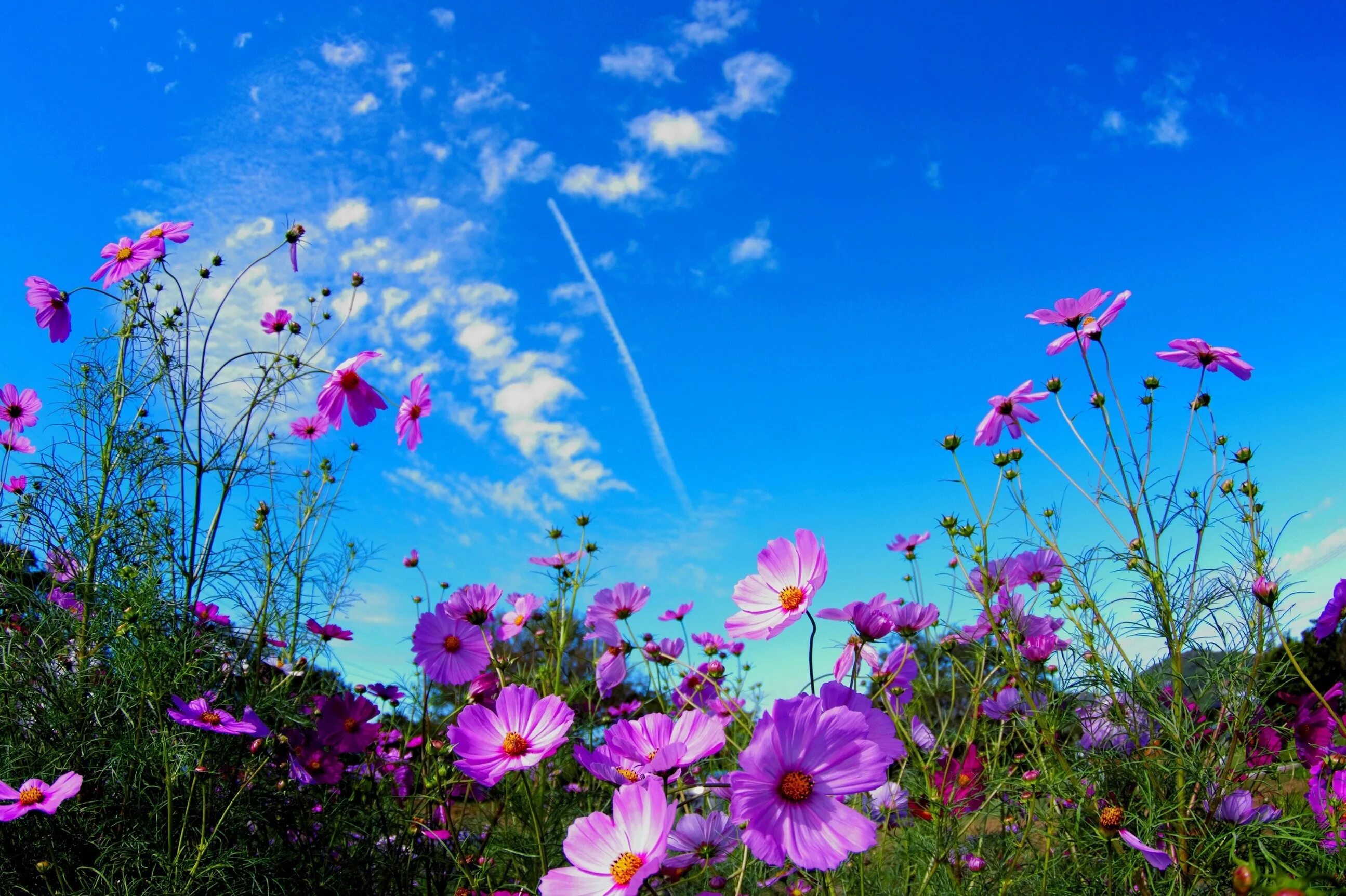 Flower nature. Летние цветы. Летняя природа. Летний фон для рабочего стола. Красивое лето.