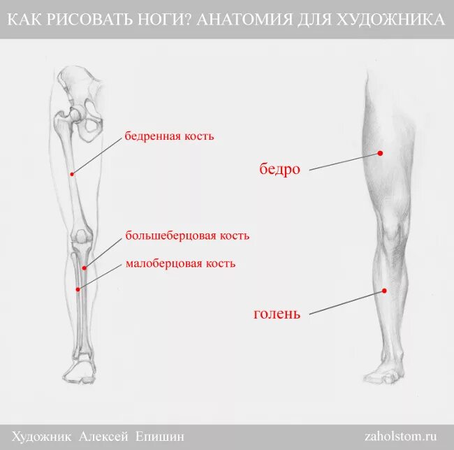 Бедра где находится