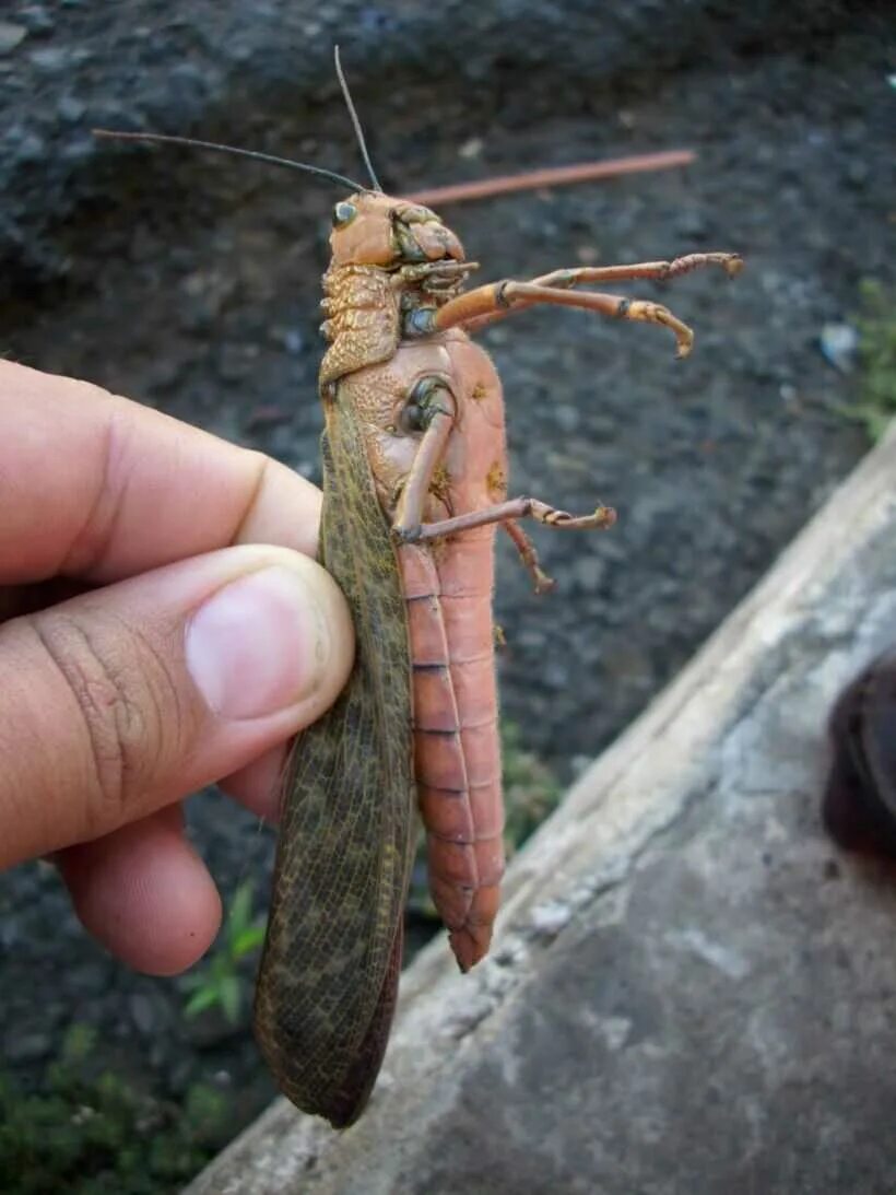 Самого большого кузнечика. Гигантский конек Tropidacris collaris. Марокканская Саранча. Саранча гигантская. Саранча-10.