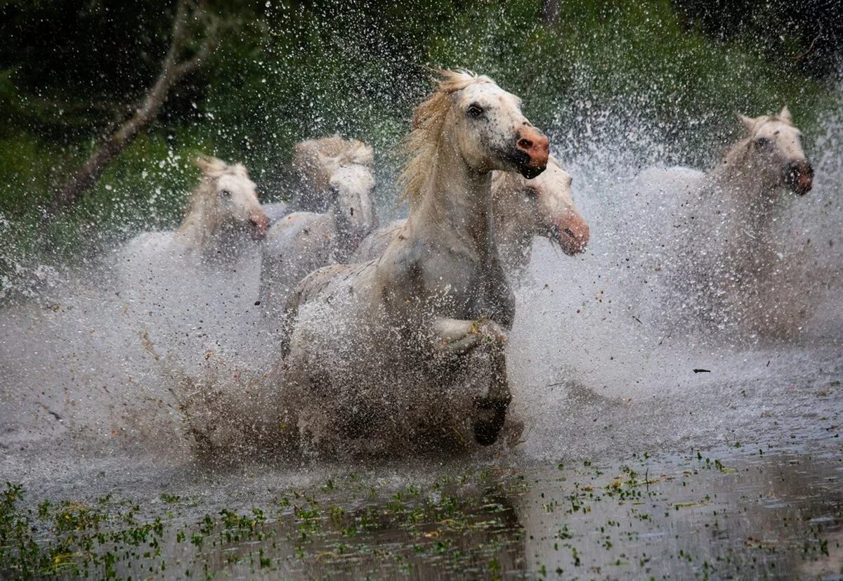 Лошадь переправа. Взмыленная лошадь. Кони на переправе. Лошадь в реке. Лошади через реку.
