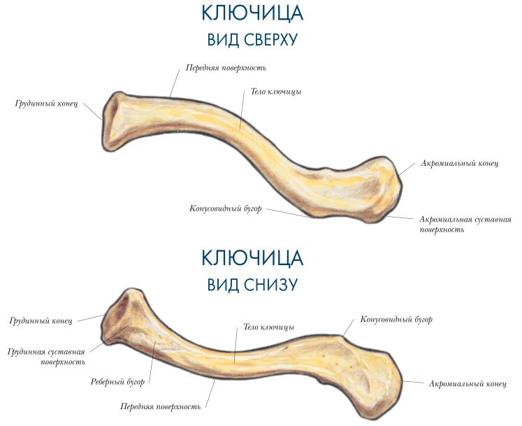 Сверху кожа снизу. Ключица кость анатомия. Ключица анатомия атлас. Строение ключицы вид сверху вид снизу. Скелет ключица человека анатомия.