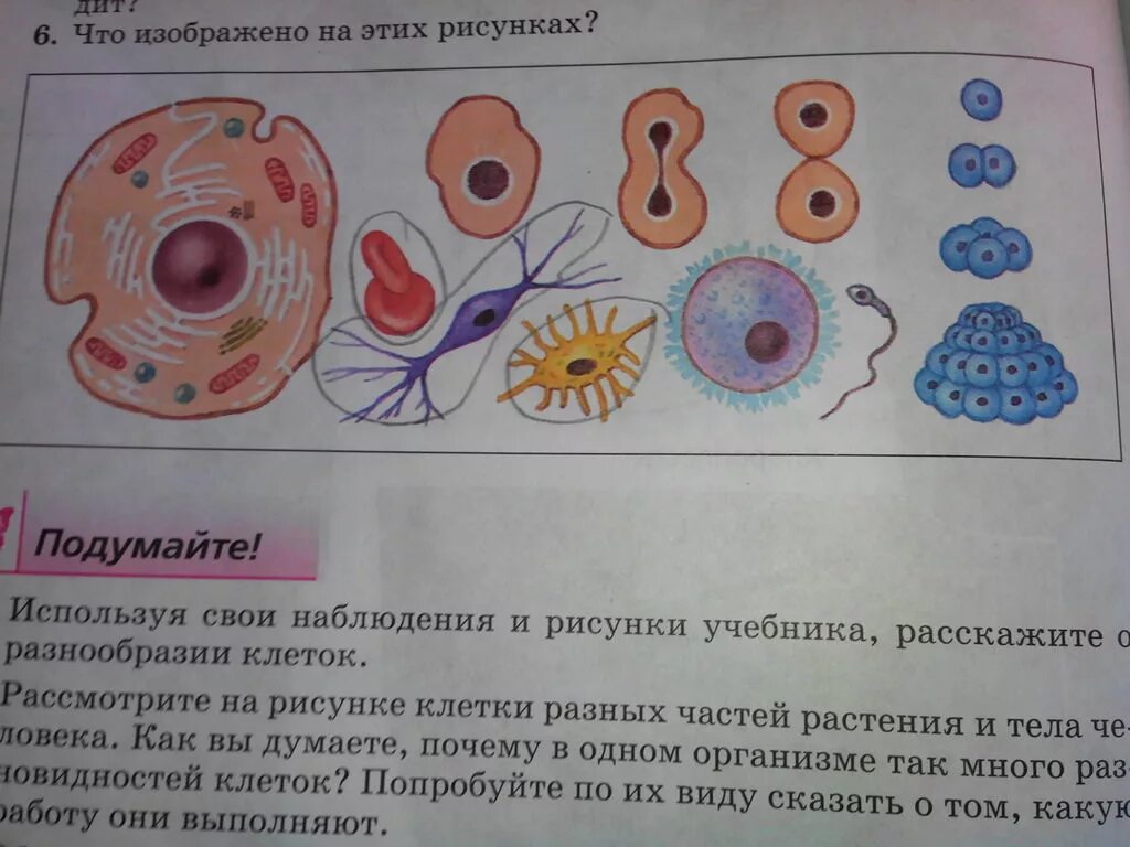 Рассмотрите изображение клетки и выполните задания. Клетки разных частей растения и тела человека. Рассмотрите на рисунке клетки разных частей. Разнообразие клеток рисунок. Рассмотрите на рисунке клетки разных частей растения и тела человека.