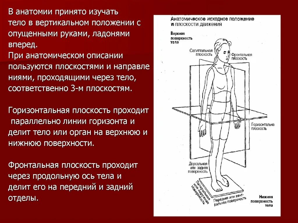 Вертикальное положение тела. Человек в анатомическом положении. Анатомическое положение тела. Положение человека анатомия. Расположение тела в анатомии.