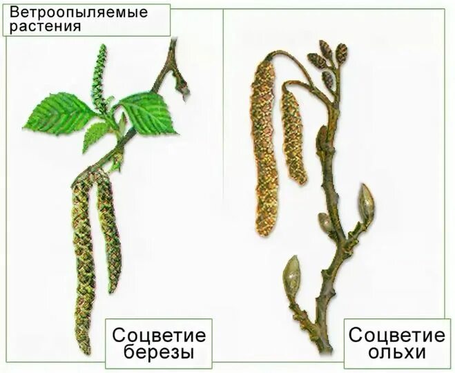 Какие приспособления существуют у ветроопыляемых растений. Береза однодомное растение. Лещина ветроопыляемое растение. Однодомный кустарник. Ветроопыляемые растения береза.