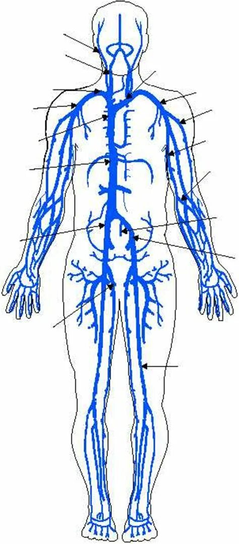 Название самой большой вены у человека. Венозная система человека анатомия. Венозная система человека схема. Венозная система человека анатомия схема расположения. Артериальная и венозная система анатомия.