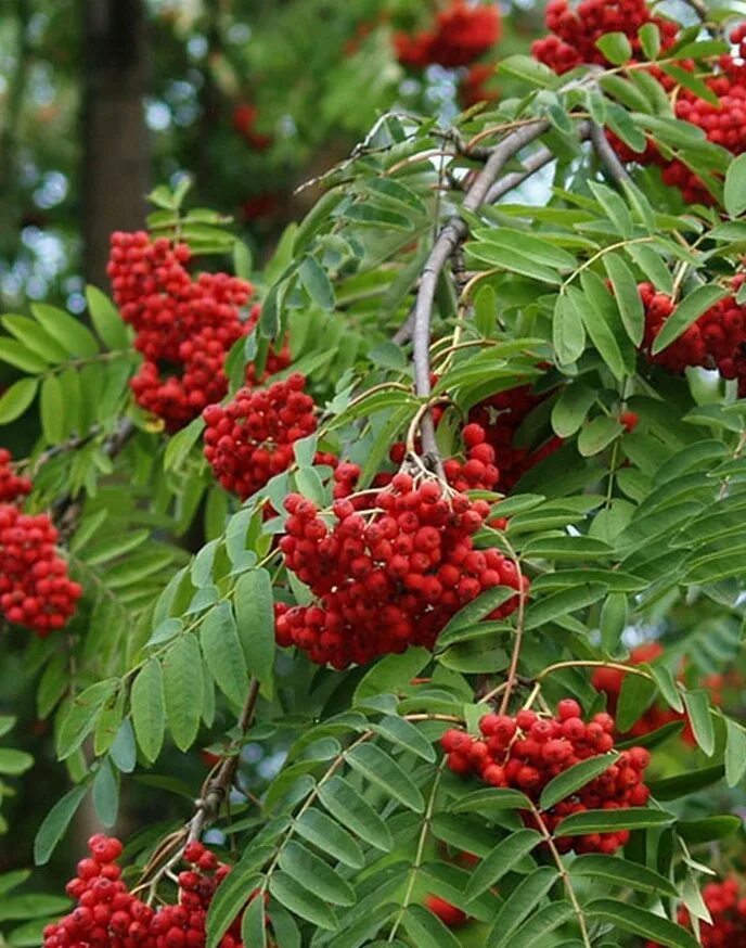 Рябина обыкновенная купить. Рябина обыкновенная Sorbus aucuparia. Рябина Пендула. Рябина обыкновенная плакучая. Рябина pendula.