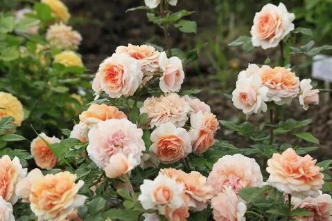 Chateau rose