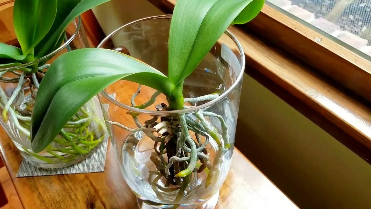 Реанимация орхидеи. Орхидея в плохом состоянии. Орхидея растет на Камне. Плохие корни у орхидеи.