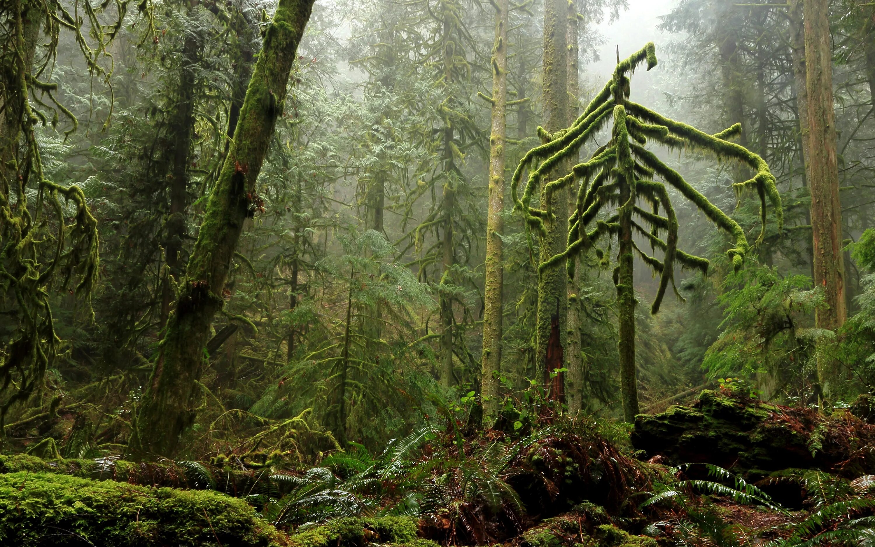 Ель уссурийская тайга. Густой лес. Непроходимый лес 5. Шишкин дремучий лес. Непроходимый лес 5.
