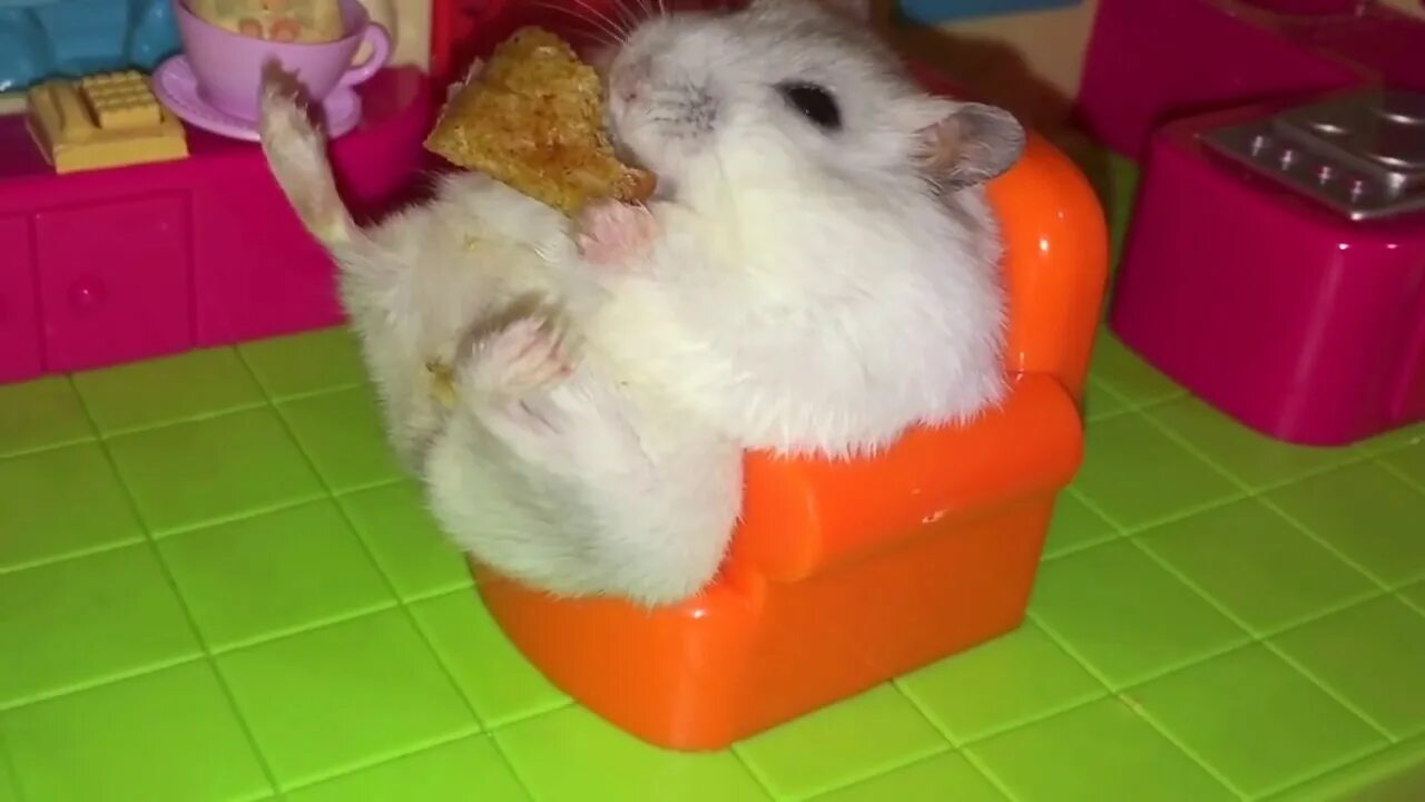 Sad hamster violin hamster. Хомяк. Хомяк сидит. Хомяк гиф. Смешные хомяки.