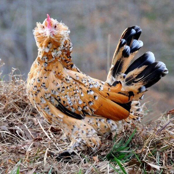 Yandex.Images: search for similar images Barred rocks, Amazing nature, Animals