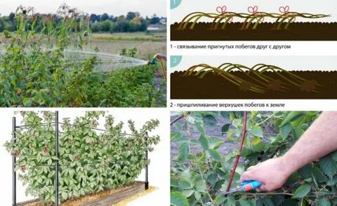 Как формировать ежемалину