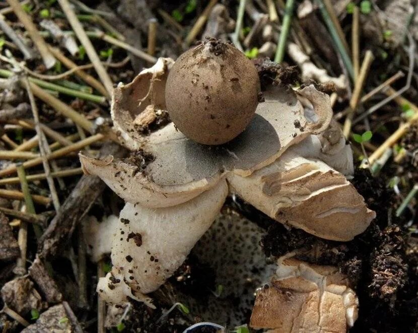 Звездовик бахромчатый гриб. Гриб звездовик. Звездовик. Звездовик сводчатый. Гриб звезда звездовик.