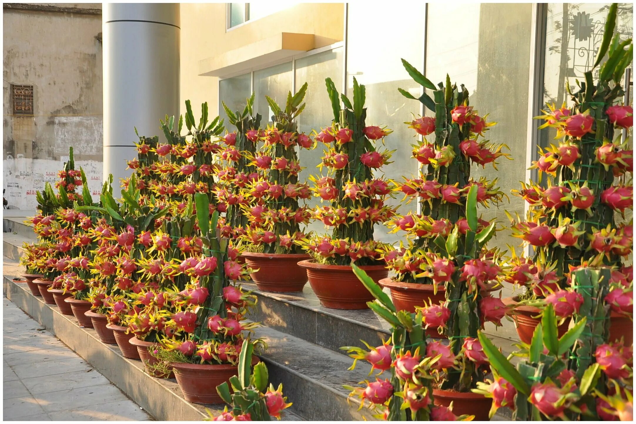 Питайя драконий фрукт кактус. Питахайя плодоносит. Как вырастить питахайю из семян. Питайя. Питахайя росток.