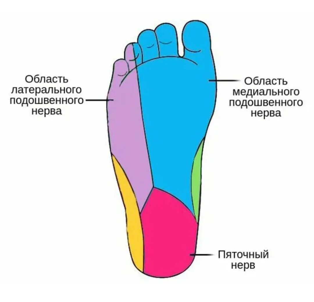 Иннервация кожи стопы подошвы. Иннервация кожи подошвенной поверхности стопы. Повреждение поверхностного малоберцового нерва. Невропатия большеберцового нерва симптомы. Рефлекторные зоны стопы схема органы.