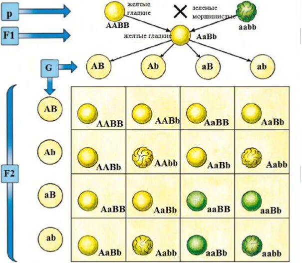 Дигибридное скрещивание решетка Пеннета таблица. Решетка Пеннета дигибридное скрещивание. Решётка Пеннета для дигибридного скрещивания задачи. Схема дигибридного скрещивания гороха. Дигетерозиготный горох с желтыми гладкими семенами