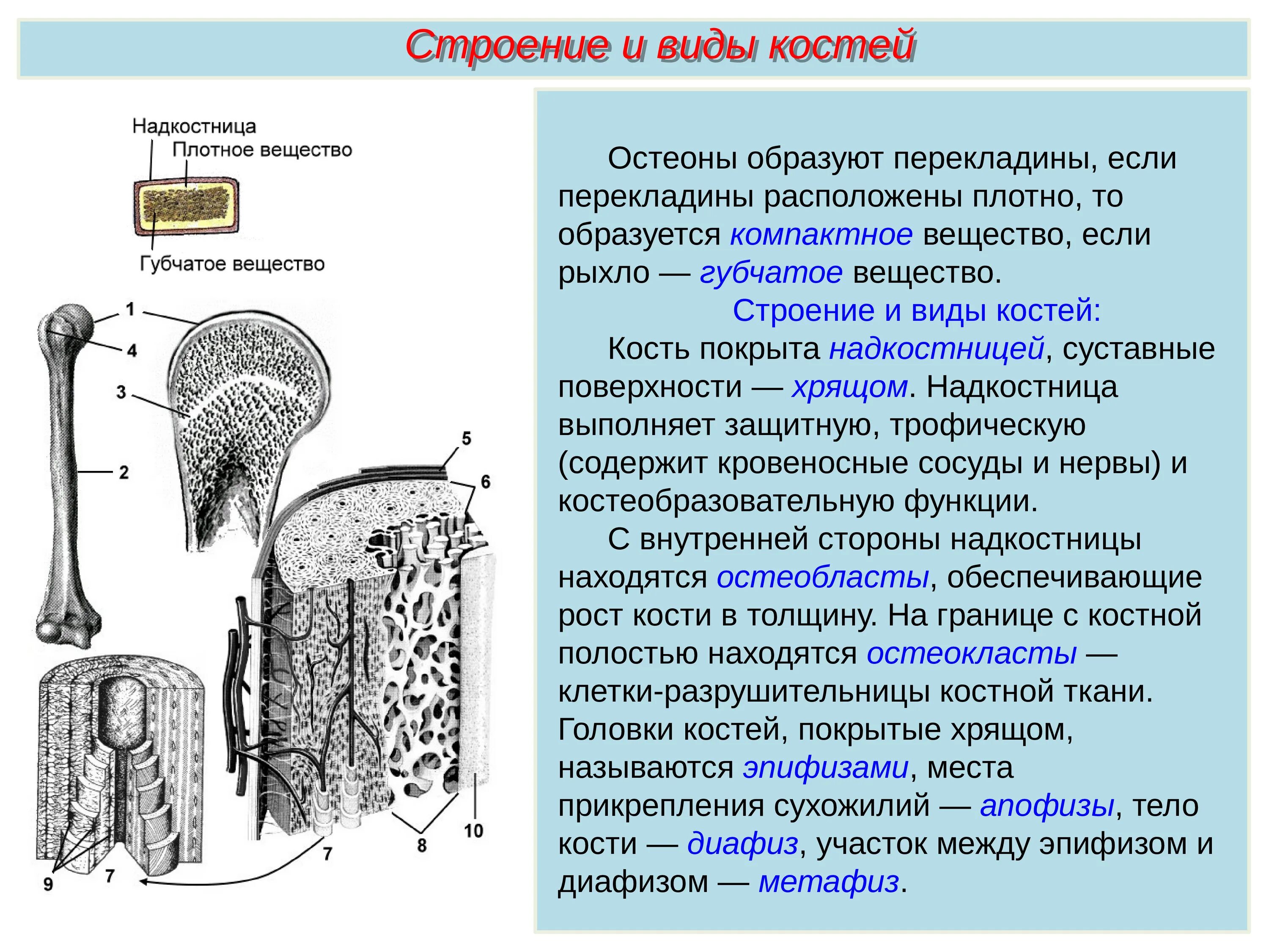 Компактное и губчатое вещество кости. Компактное вещество кости и губчатое вещество кости. Строение кости и типы соединения костей. Строение губчатой и трубчатой кости.