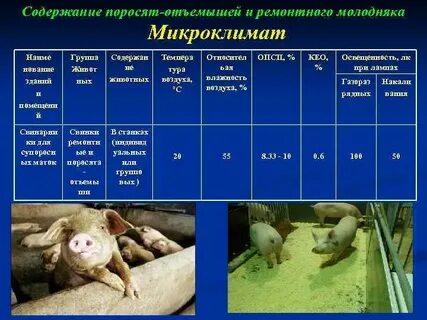 Системы и способы содержания свиней