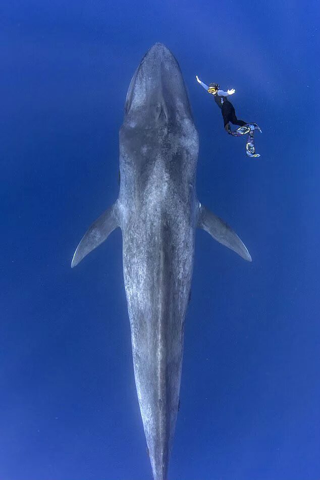 Крупное млекопитающее в мире. Синий кит. Самый большой кит. Самые большие киты в мире. Голубой кит.