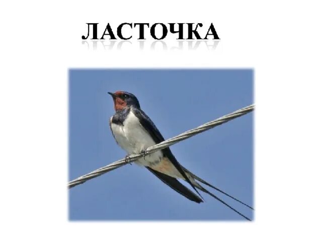 Ласточка для детей. Ласточка птица. Ласточка Перелетная птица. Детский сад Ласточка. Как ласточку называли в старину