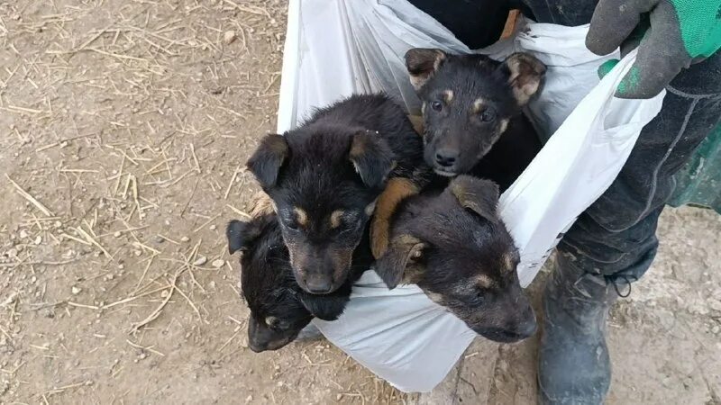 адрес приюта лохматая душа