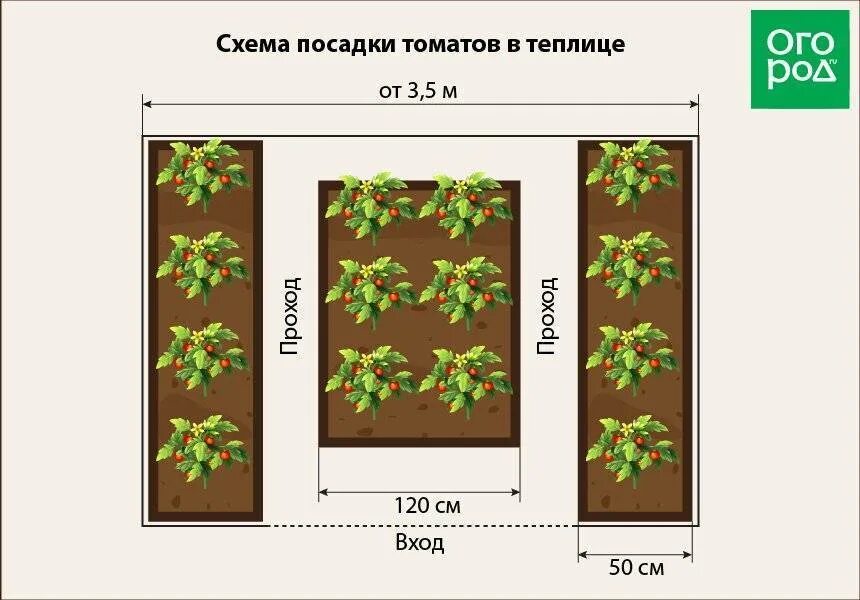 Какое расстояние между рядами помидор. Схема высадки томатов в теплице 3 на 4. Схема посадки томатов в теплице из поликарбоната. Схема посадки томатов в теплице 3х6. Посадка томатов в теплице 3 на 6.