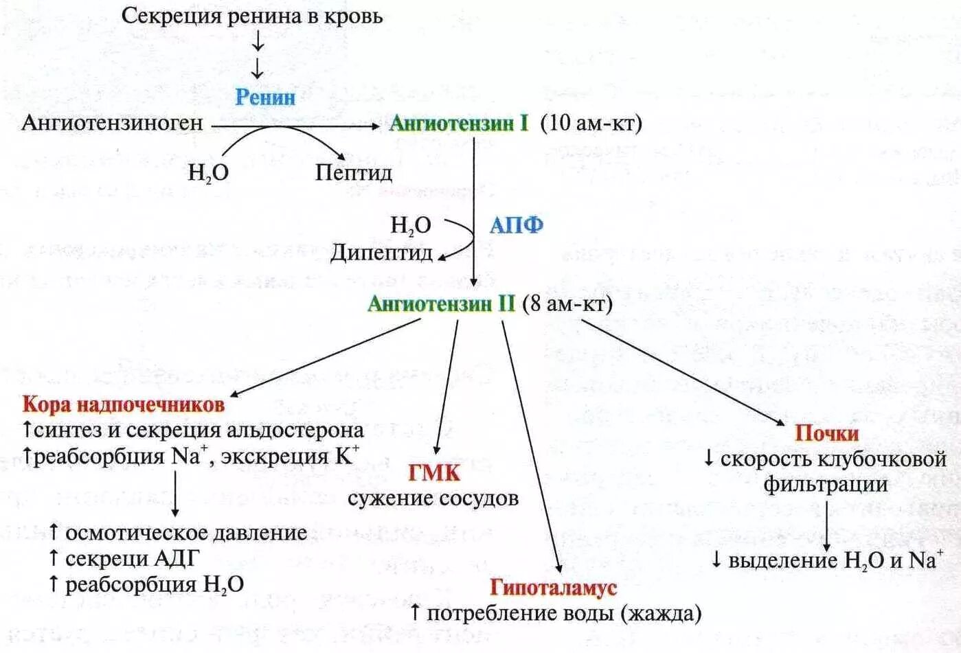 Ренин-ангиотензин-альдостероновая система гистология. Ренин ангиотензин-альдостероновая система РААС схему. Ренин-ангиотензиновая система биохимия. Схема системы РААС биохимия.