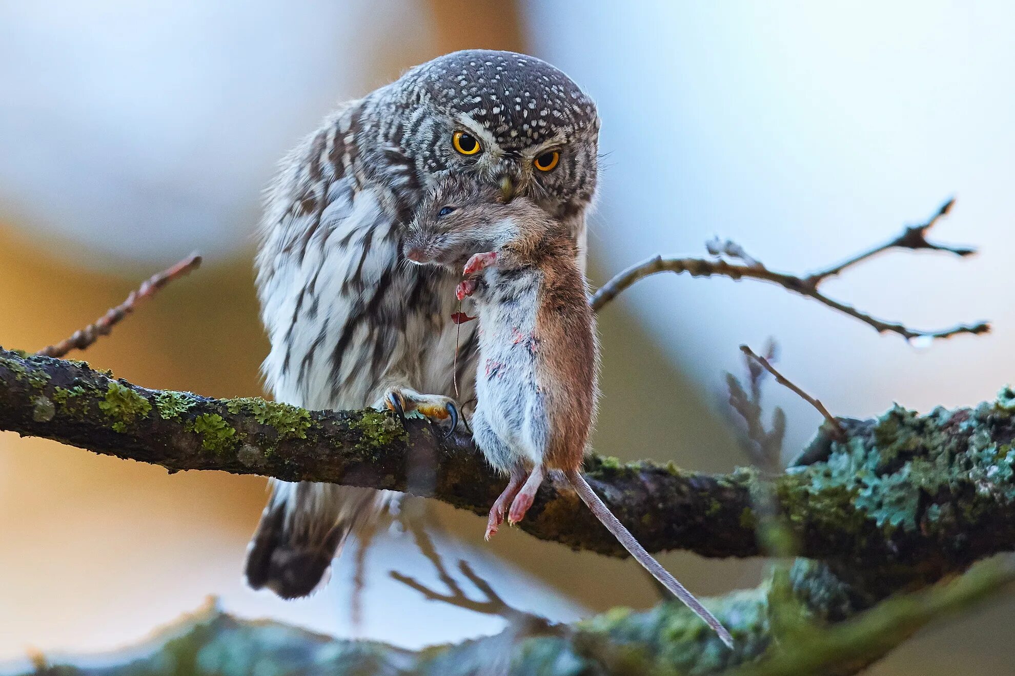 Кактусовый сыч брачный период. Воробьиный сычик (Glaucidium passerinum). Воробьиный Сыч (Glaucidium passerinum l.),. Воробьиный Сыч (сычик). Воробьиный Сыч совёнок.