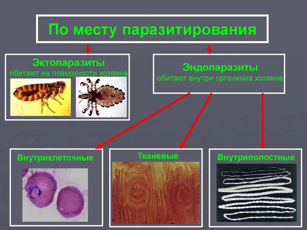 Способен переходить от паразитизма к сапротрофности. Эндопаразиты и эктопаразиты. Эктопаразиты человека примеры. Паразиты эндопаразиты эктопаразиты.