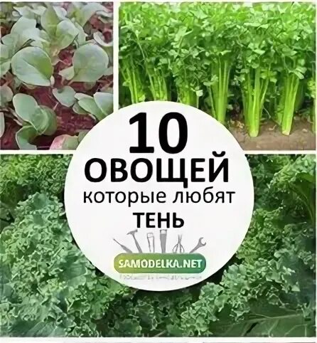 Овощи любящие тень. Овощи которые растут в полутени. Овощи, которы́е любят тень. Овощи, которые любят тень полутень. Овощные культуры растущие в тени.