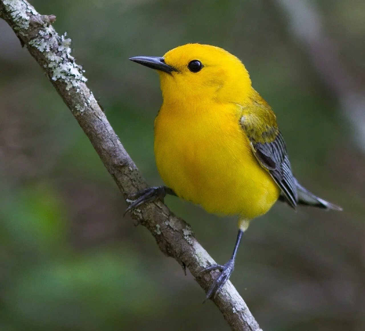 Как будет желтая птица. Танагровый певун. жёлтая древесница (dendroica petechia). yellow warbler птица. лимонный певун.