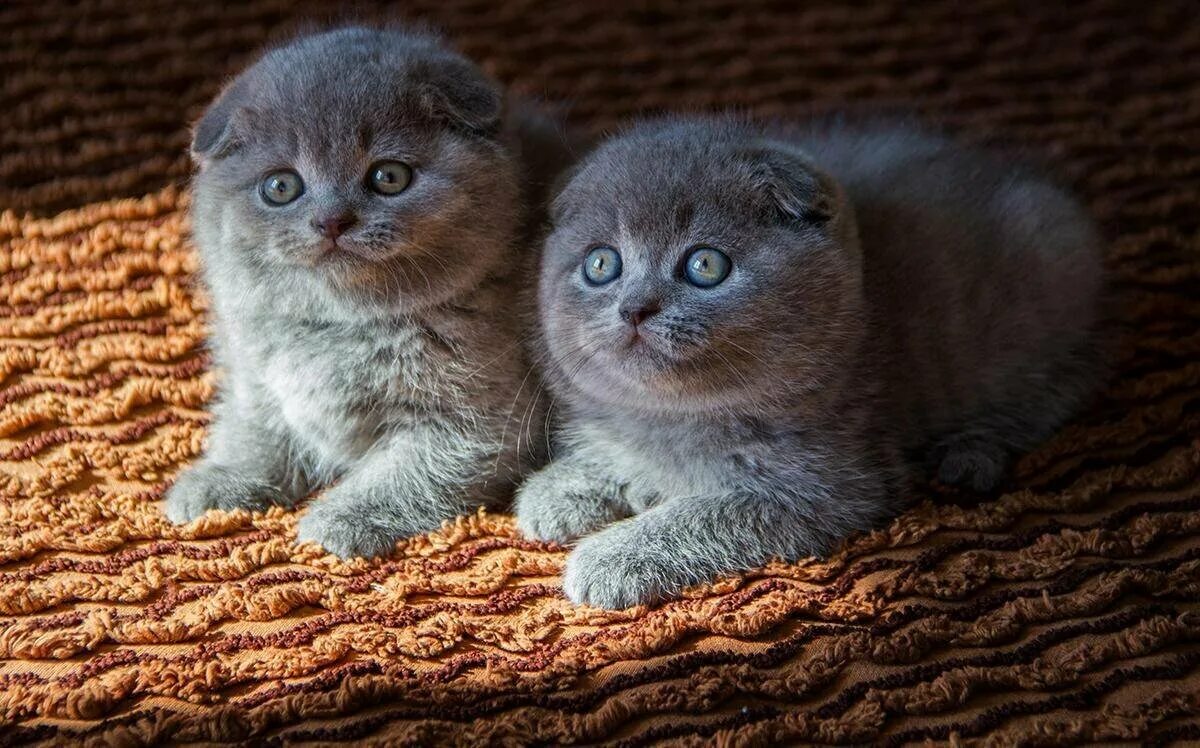Шотландская вислоухая кошка сколько котят котят. Шотландская вислоухая кошка голубая. шотландские вислоухие котята. шотландские котята скоттиш фолд. британские котята вислоухие голубые.