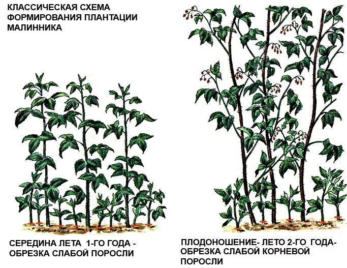 Малиновое дерево уход и выращивание и обрезка. Обрезка штамбовой малины весной. Малина Таруса малиновое дерево обрезка. Малина дерево Таруса обрезка. Обрезка ремонтантной малины весной.