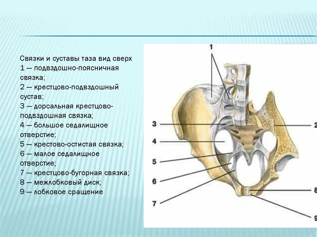 Суставы малого таза